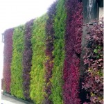 Living Green Walls