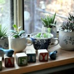 Plants for windows