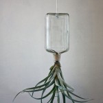 Decorate Your Home With Airplants