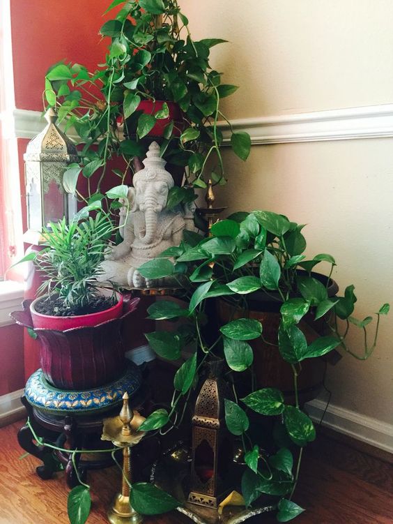  Decorating  Plants  Indoor The Indian  Way Fashion in 