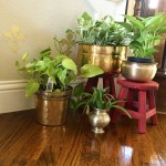 Decorating Plants indoor
