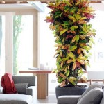 Croton plant Indoor idea