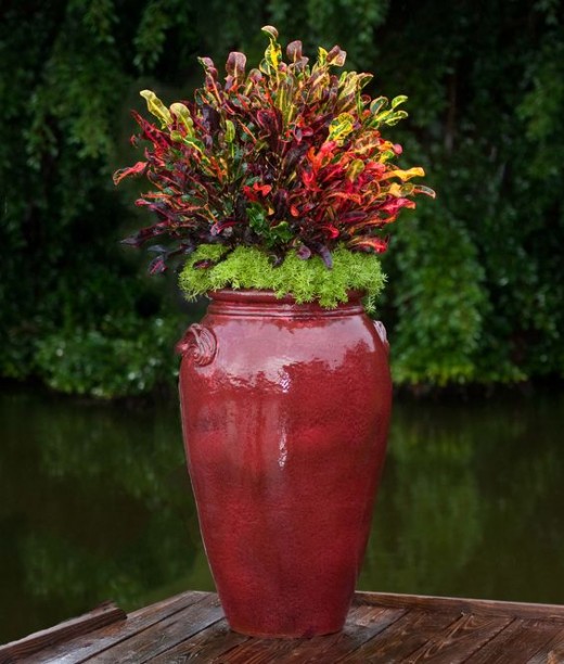 Croton plant decoration