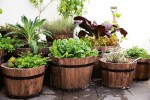 Kitchen garden Herbs for beginners