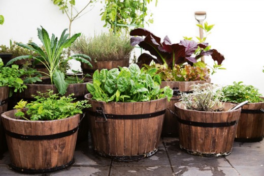 Kitchen garden Herbs for beginners