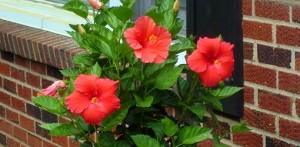 Hibiscus summer flowering plant