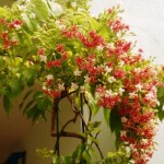 Fragrant Plants For Indian Summers