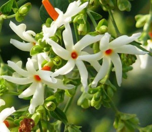 Parijat plant for home fragrance
