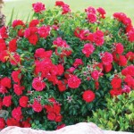 Rose plant for home fragrance