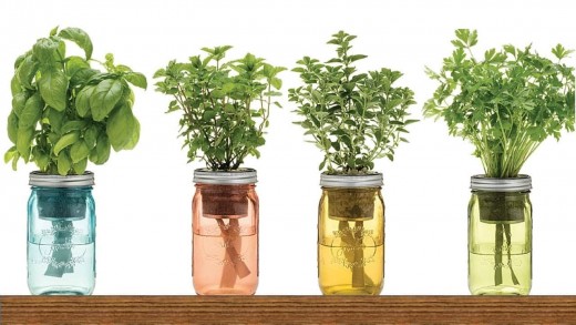 Herbs that can regrow in water