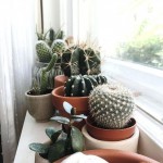Cactus plants as indoor plant