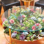 Succulent table
