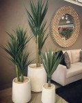 Yucca Plant as indoor plants