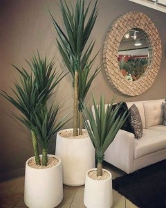 Yucca Plant as indoor plants