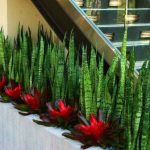 Create Hedge Landscape With Snake Plant