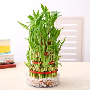 Lucky Bamboo plant, Diwali decoration