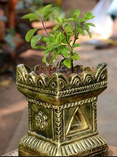 Tulsi plant, Diwali decoration