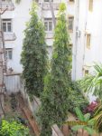Benefits of planting Ashoka tree at home