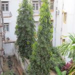 Benefits of planting Ashoka tree at home