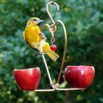 how to attract birds in your garden