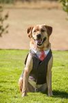 Dog outfits for weddings
