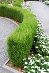 5 Plants Which Are Great To Create A Hedge