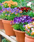 8 Flowering Plants For Winters Which You Can Plant Right Now