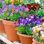 8 Flowering Plants For Winters Which You Can Plant Right Now